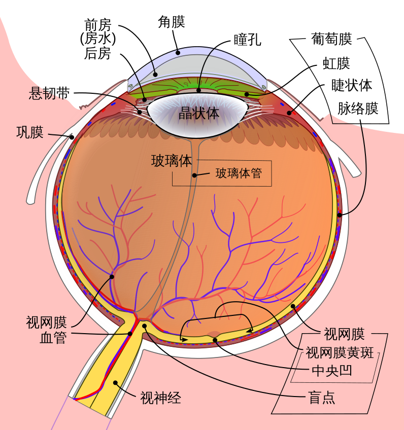 人眼的内部结构(图源:科普中国)
