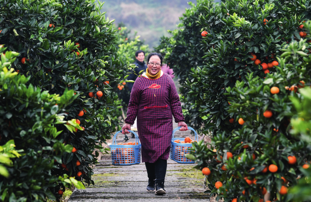 重庆市璧山区七塘镇跃进村村民在提运刚采摘的血橙（资料照片）王全超摄 / 本刊