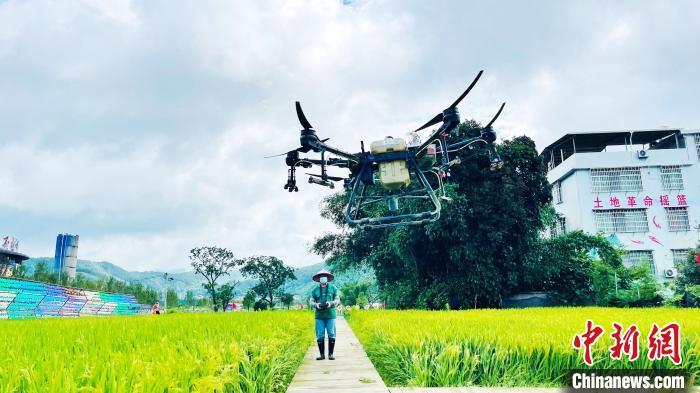 种植大户陈安娣雇用无人机进行水稻病虫害统防统治。永定区融媒体中心供图