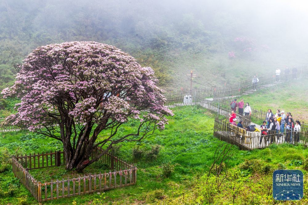 4月27日，游客在重庆市南川区金佛山观赏高山乔木杜鹃花。新华社发（瞿明斌摄）