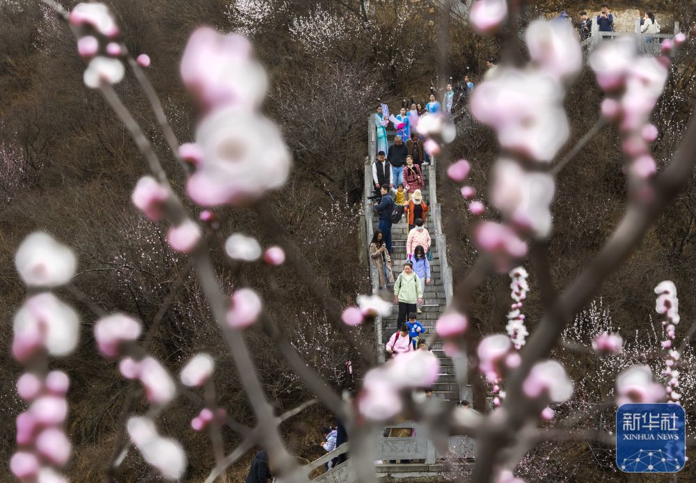 3月16日，游客在河南省洛阳市新安县荆紫仙山踏春赏花。新华社发（路永 摄）