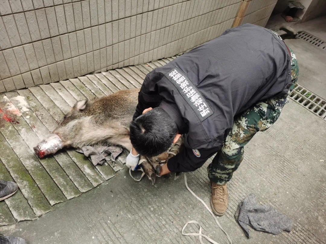 浙江一小区野猪伤人，警方：猪已抓，有群众轻微伤