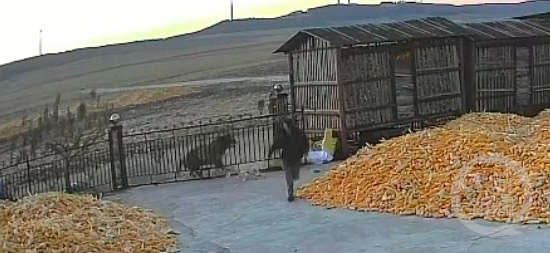 11月18日,黑龙江勃利县长太村,老虎正在撞击一座院落的大门。图片来源/视频截图