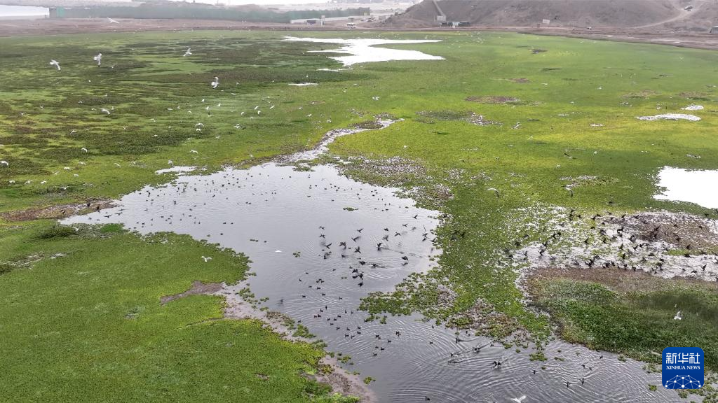这是6月23日在秘鲁钱凯港附近拍摄的湿地。 新华社发（上海振华重工供图）