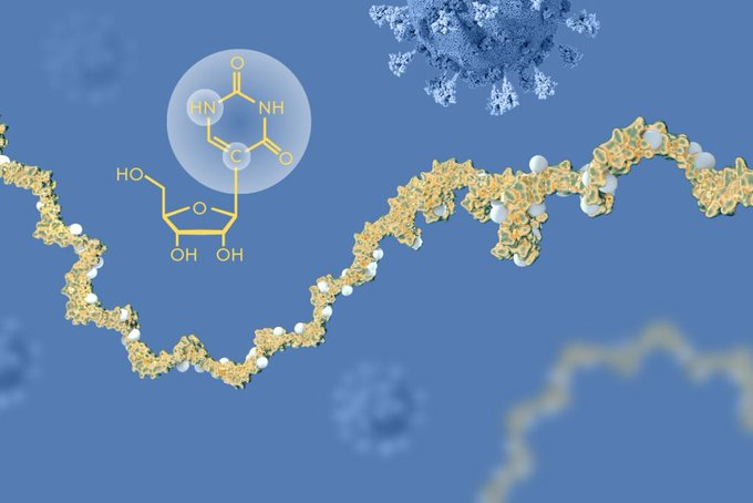 最新研究：感染新冠显著增加了心脏病发作、中风和死亡的风险