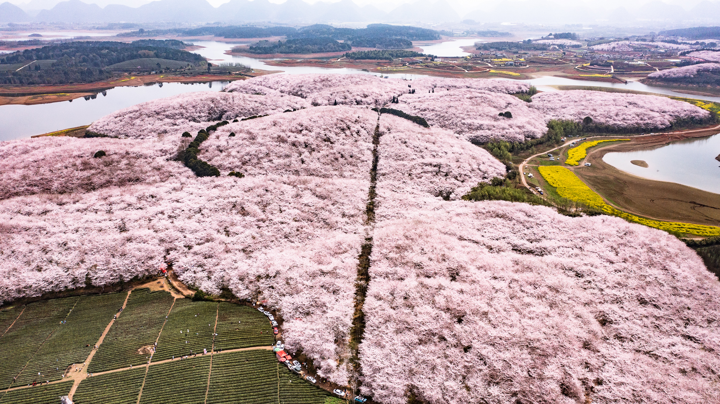 贵州省贵安新区樱花园风貌（3月21日摄，无人机照片）。新华社记者 陶亮 摄
