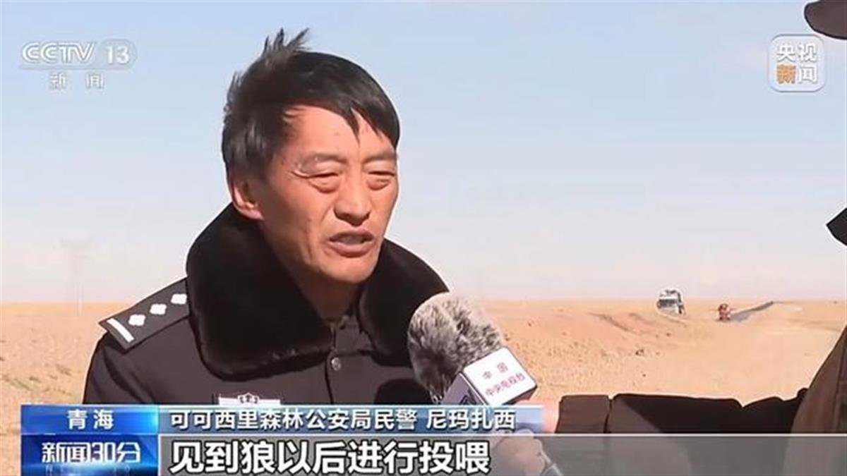 “可可西里网红狼”被大货车压死?工作人员:都是投喂惹的祸