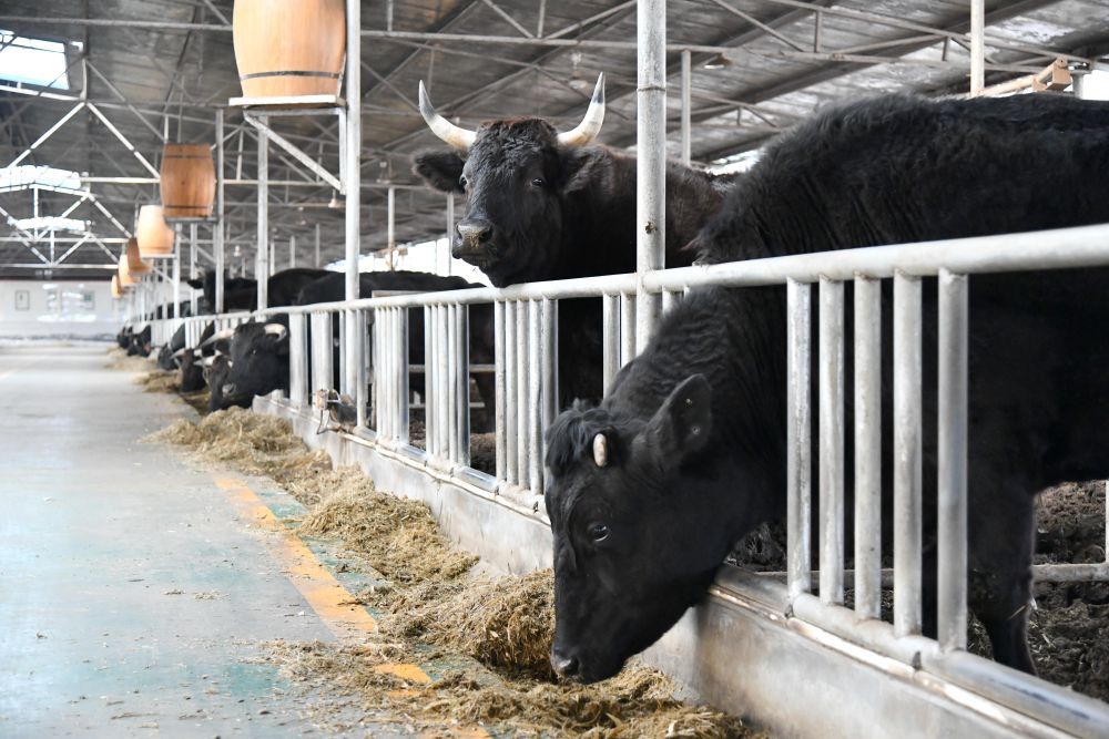 位于山东省淄博市高青县的山东纽澜地何牛食品有限公司养殖场内的黑牛（2024年3月14日摄）。新华社记者 徐速绘 摄