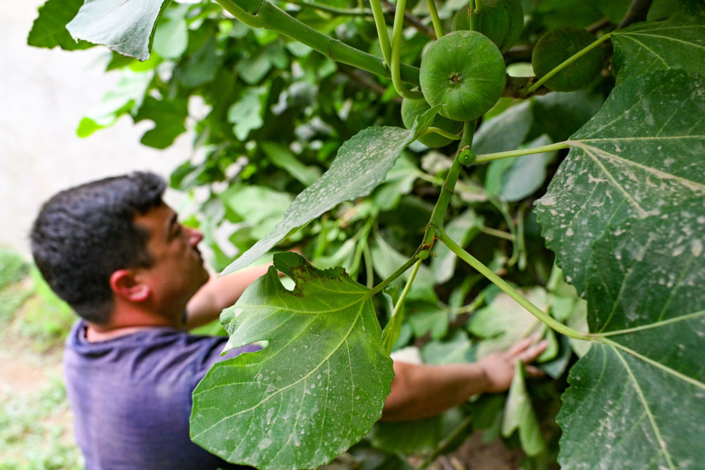和田县拉依喀乡夏普吐鲁艾日克村村民在查看自家种植的无花果长势。