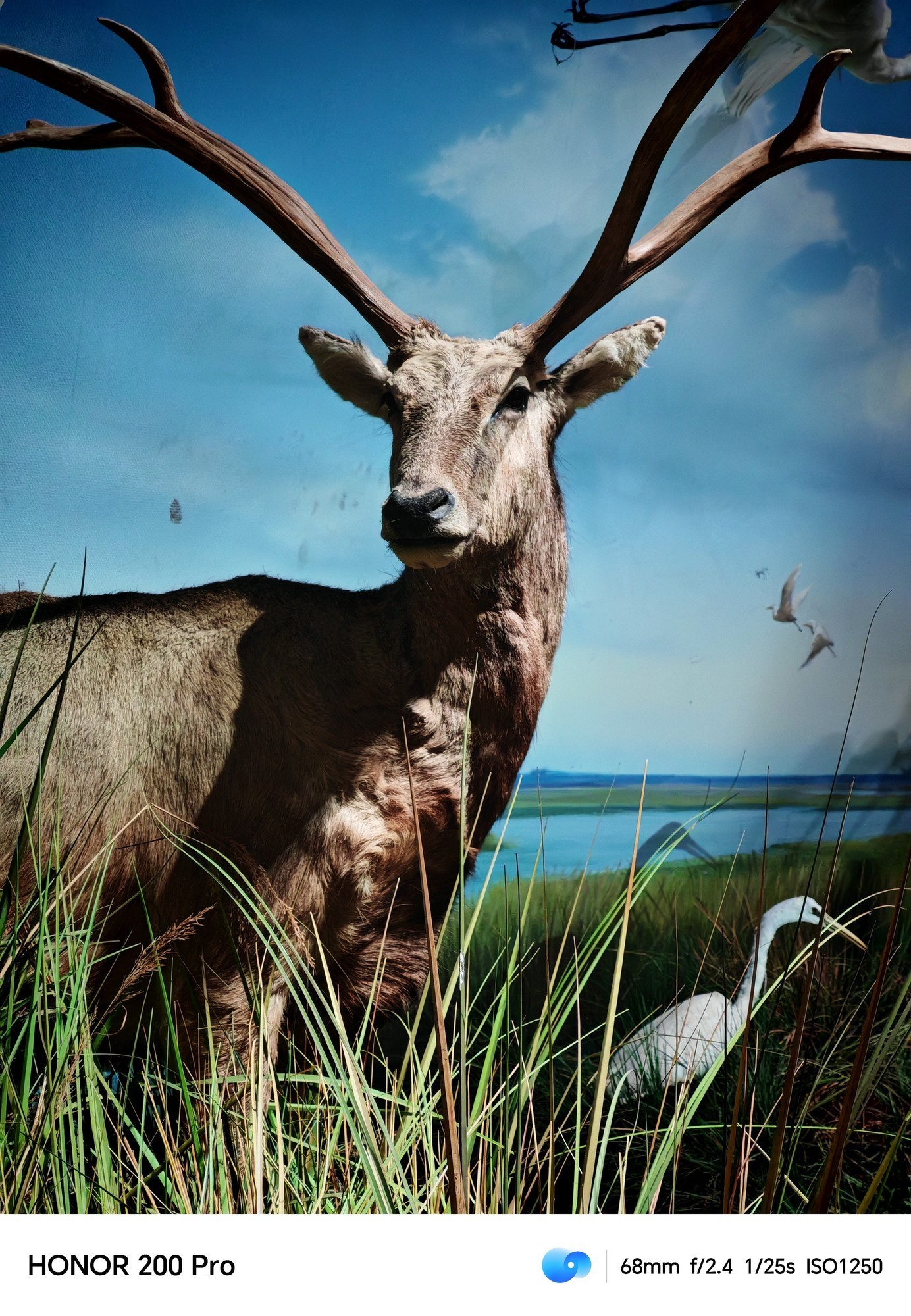 用AI重构手机人像摄影 荣耀200 Pro上手体验