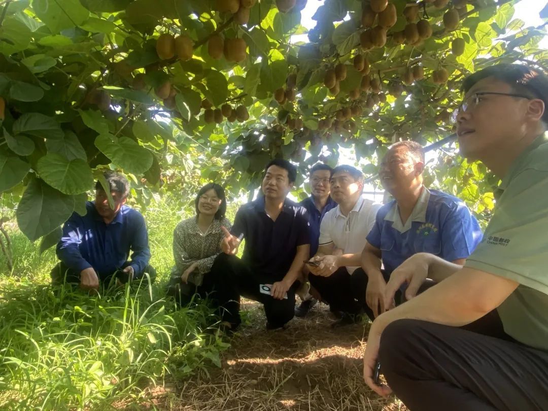 河南农业大学助农服务团到汝阳县猕猴桃种植基地回访服务“头雁”学员。