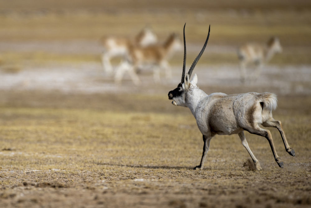 在羌塘国家级自然保护区，一只雄性藏羚羊奔向雌性（2023年12月16日摄）。新华社记者 姜帆 摄