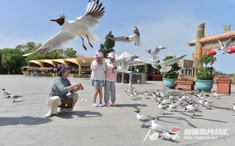 △6月15日，游客在博斯腾湖景区与海鸥互动。石榴云/新疆日报记者 王立华摄