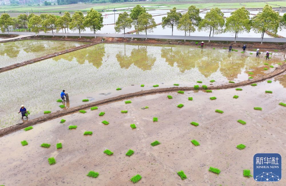 4月14日,湖南省衡阳市衡东县霞流镇村民在田间开展早稻抛秧作业(无人