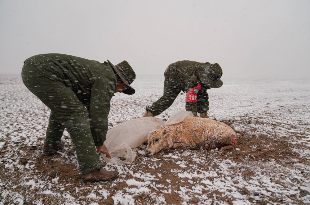 羌塘国家级自然保护区的野保员在查看受伤的母藏羚羊（6月14日摄）。