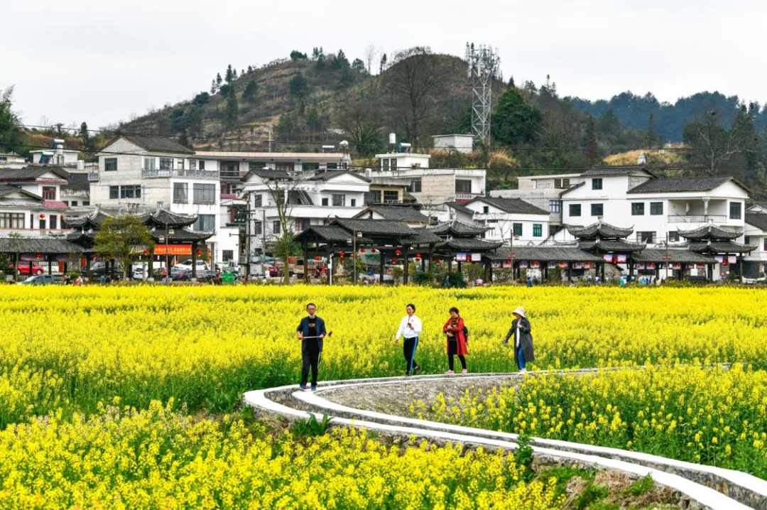 比年来，贵州省贵定县鼎力发展以“赏花经济”为特质的“农业+旅游”会通产业。这是搭客在贵定县“金海雪山”景区不雅赏油菜花的场景（图源：新华社）