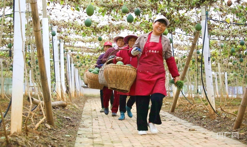 太平关乡瓜蒌产业基地里，农户采摘瓜蒌（央广网记者 周蓓 摄）