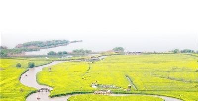 良种落地,小麦量质双提升