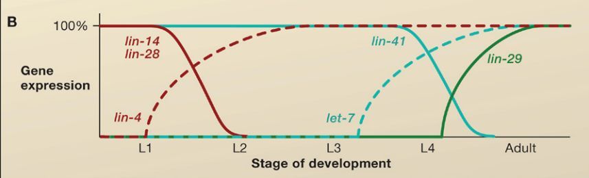 诺贝尔生理学或医学奖出炉，他们让我们重新认识基因调控