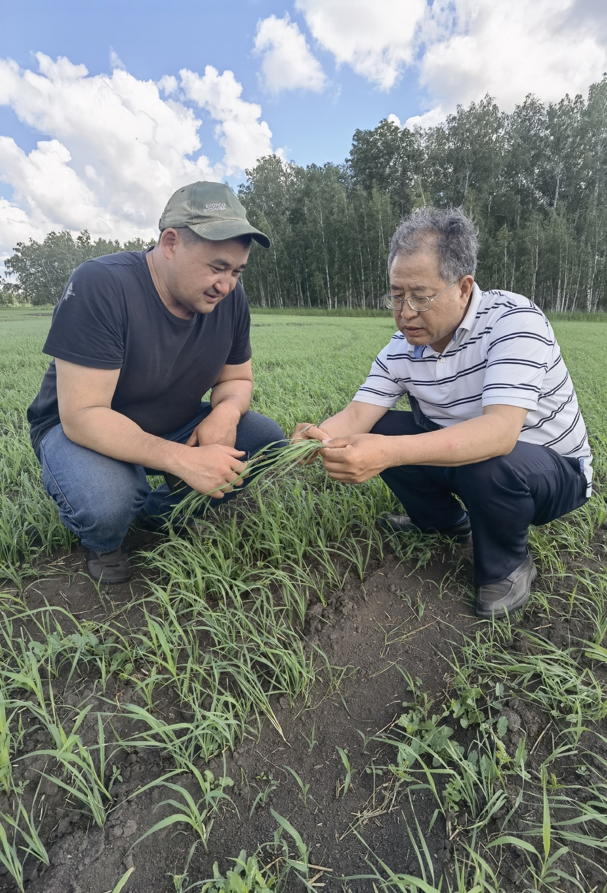 2024年6月21日，西北农林科技大学张正茂教授（右）在哈萨克斯坦北哈州农业科技示范园与当地专家调查小麦苗情。（图片来源：新华社）