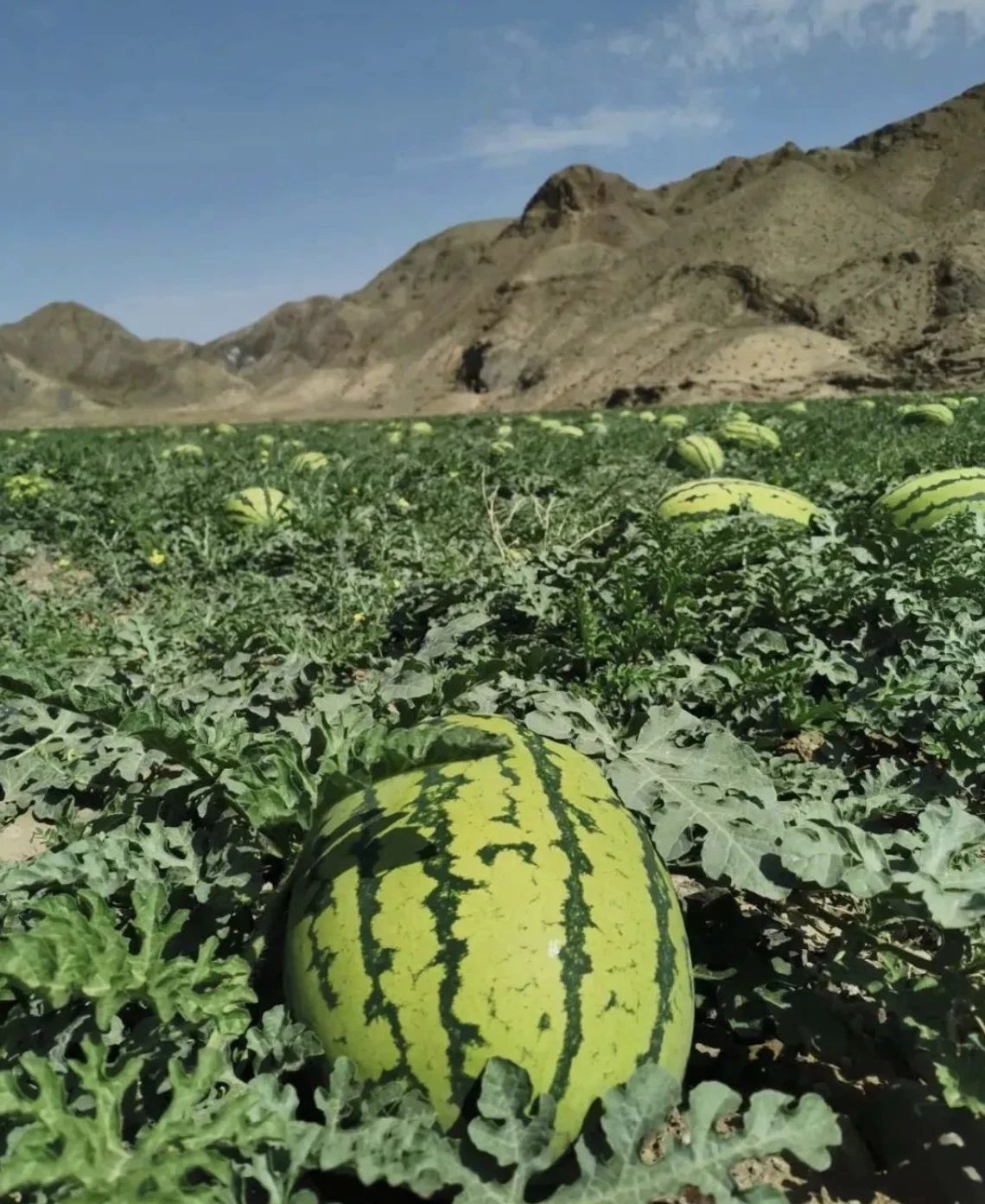 「宁夏」，你可太宝藏了