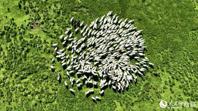 西藏绒山羊在畜牧点吃草。次仁罗布 摄