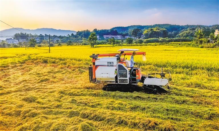 ④9月1日，湖北省黄冈市罗田县白庙河镇，稻田、村庄、远山，绘就一幅田园丰收画卷。　　王 江摄（中经视觉）