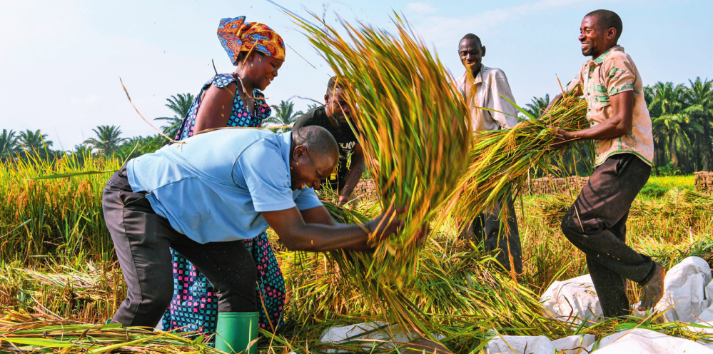 2018 年,中国农业专家组在布隆迪布班扎省吉汉加县设立首个水稻减贫示范村。图为当地农户在稻田里给杂交水稻脱粒(2023 年 6 月 20 日摄) 韩旭摄 / 本刊