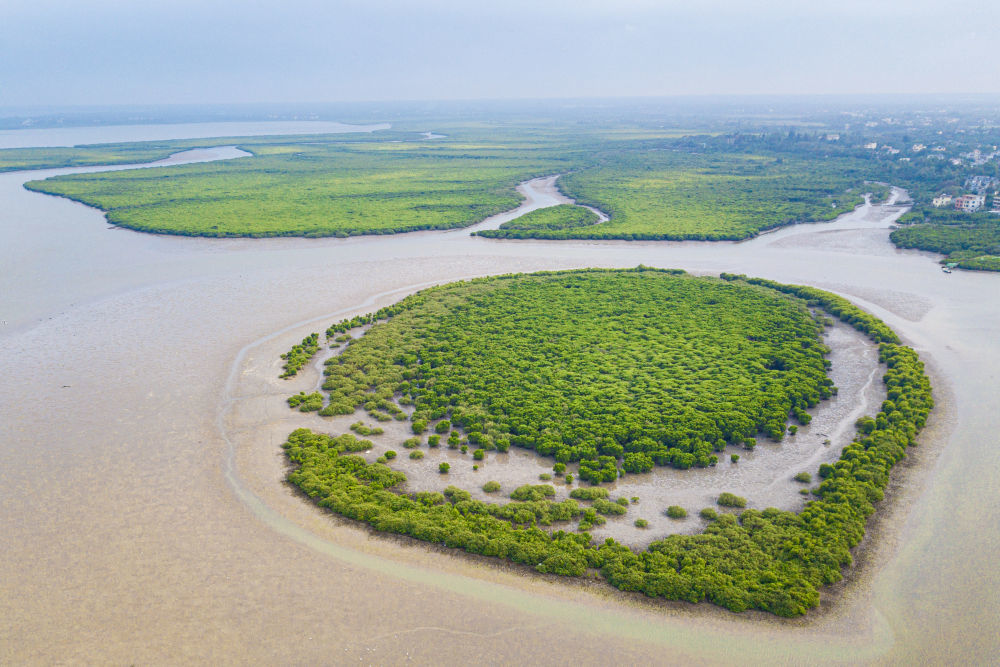海南东寨港国家级自然保护区红树林（2024年2月1日摄，无人机照片）。