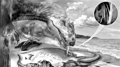 场景复原图。绦虫可能寄生在鳐鱼的肠道内,搁浅后被一只恐龙捕食,恐龙取食鳐鱼内脏时,绦虫被扯出来,掉在了附近的琥珀中。