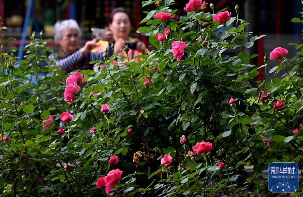 4月27日，游人在河北省石家庄市月季公园赏花拍照。新华社发（陈其保摄）