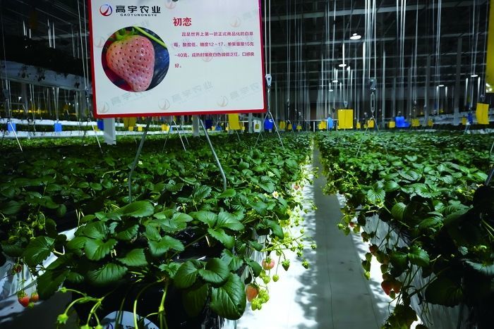 雄安新区雄安高宇农业园 曾庆怡 摄