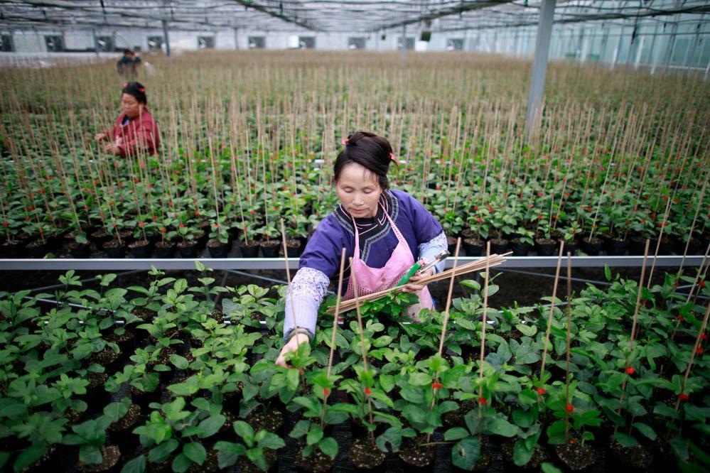 在贵州省榕江县车江坝区智慧育苗中心内，一名少数民族妇女在大棚内对百香果苗进行管理（2023年2月28日摄）。新华社记者 刘续 摄