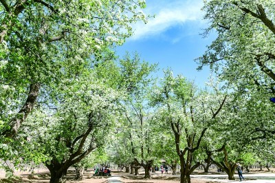 宁夏中卫市南长滩村：黄河臂弯 “翡翠”秘境