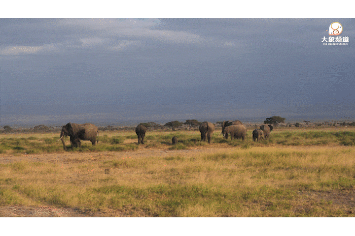 非洲象主要生活在非洲大草原或森林中,而亚洲象主要分布在包括中国在