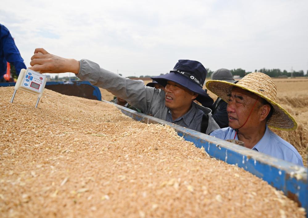 5月29日，在太和县淙祥现代农业种植专业合作社，徐淙祥（右）和农技专家一起测量小麦中的含水量。新华社记者周牧 摄