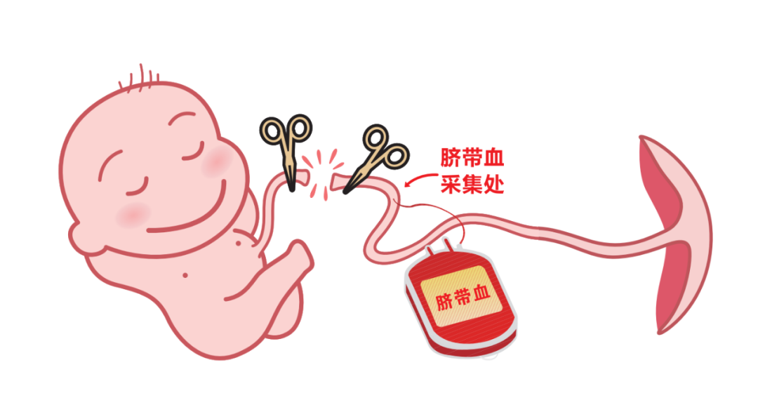 中国脐带血血库_中国脐带血库_中国脐带血库公司