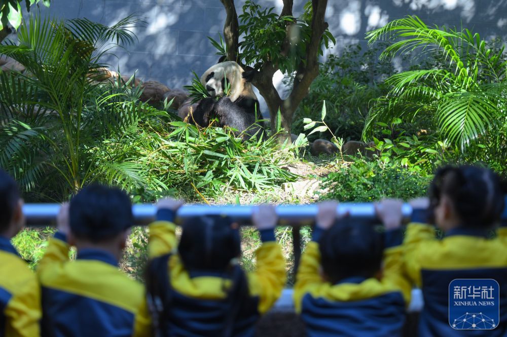 11月29日，澳门幼儿园学生在澳门石排湾郊野公园大熊猫馆观看大熊猫。新华社发（张金加摄）