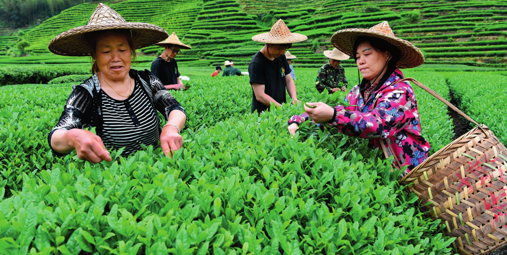 茶农在福建省武夷山市星村镇的茶山上采摘新茶（2022 年 4 月 15 日摄） 陈颖摄
