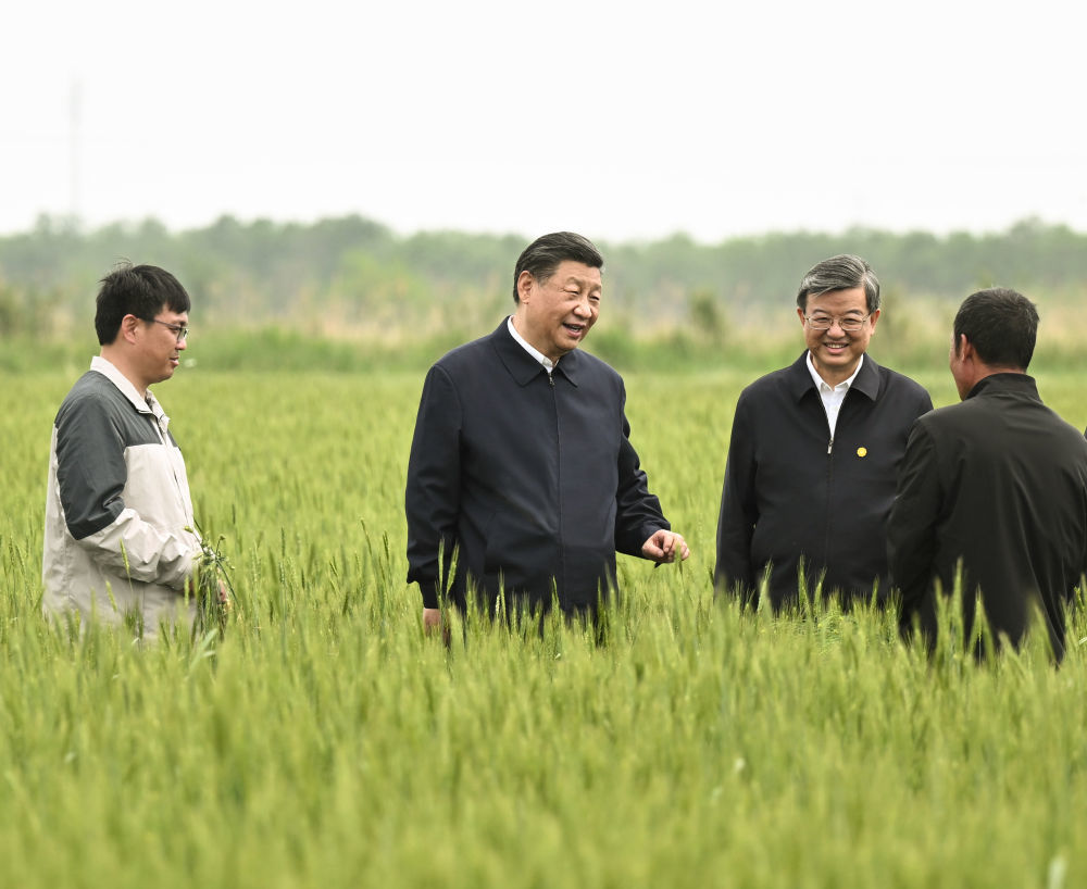2023年5月11日，习近平总书记在河北沧州了解当地旱碱麦种植推广及产业化等情况。新华社记者 燕雁 摄