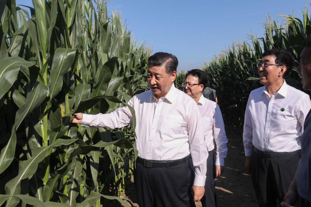 2020年7月22日，习近平总书记在吉林四平梨树县考察，走进玉米地，察看玉米长势。新华社记者 王晔 摄