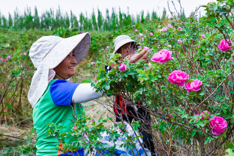 新疆于田瑰觅生物科技股份有限公司万亩玫瑰花种植基地，农民在采摘玫瑰花（资料图）。