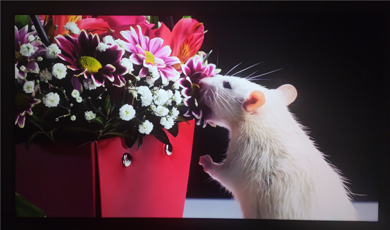 3K价位无对手!电视S65 Mini LED评测:控黑优秀 显示延迟仅8ms