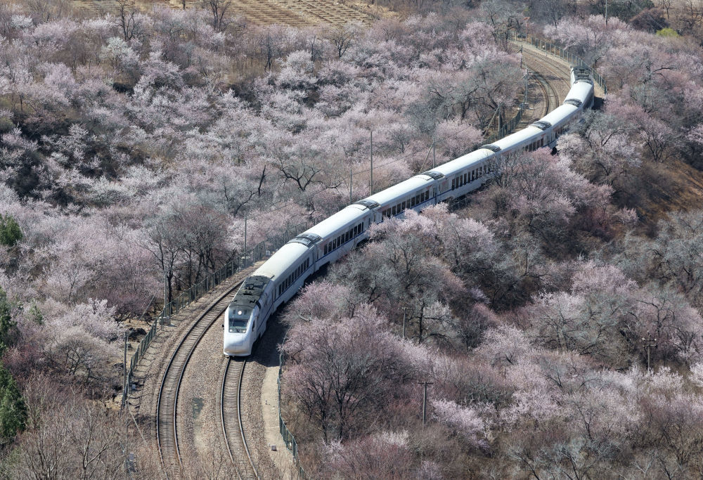 3月29日,一列北京市郊铁路s2线列车穿行于花海间.