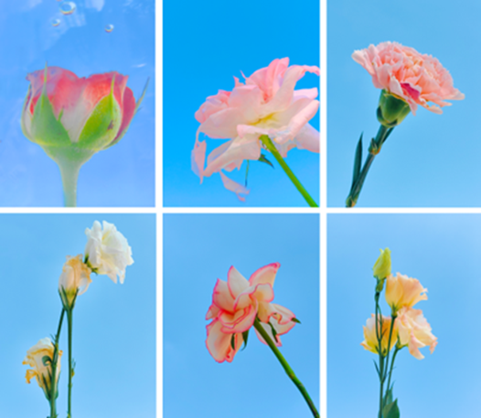 学生绝顶奖丨《花的轻舞》 | 张伟 | HUAWEI P60 Pro