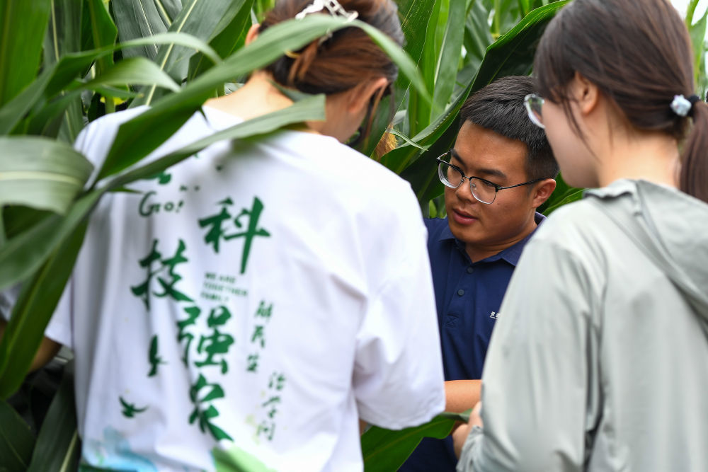 2024年7月25日，学生们在位于吉林省四平市梨树县四棵树乡三棵树村的“科技小院”查看试验田玉米长势。