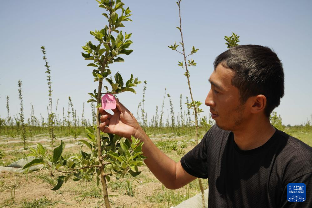7月28日，在乌兹别克斯坦锡尔河州，园区果农沙卡尔别科夫在检查青砧苹果种苗。新华社发（扎法尔 摄）