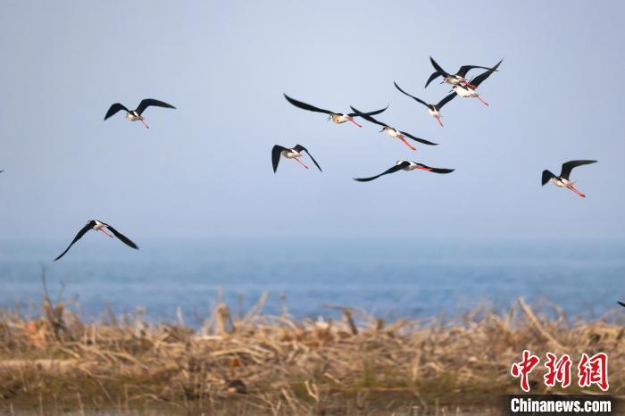 博斯腾湖水域面积1646平方公里，是中国最大的内陆淡水湖，也是候鸟迁徙路线上的重要栖息地和中转站。