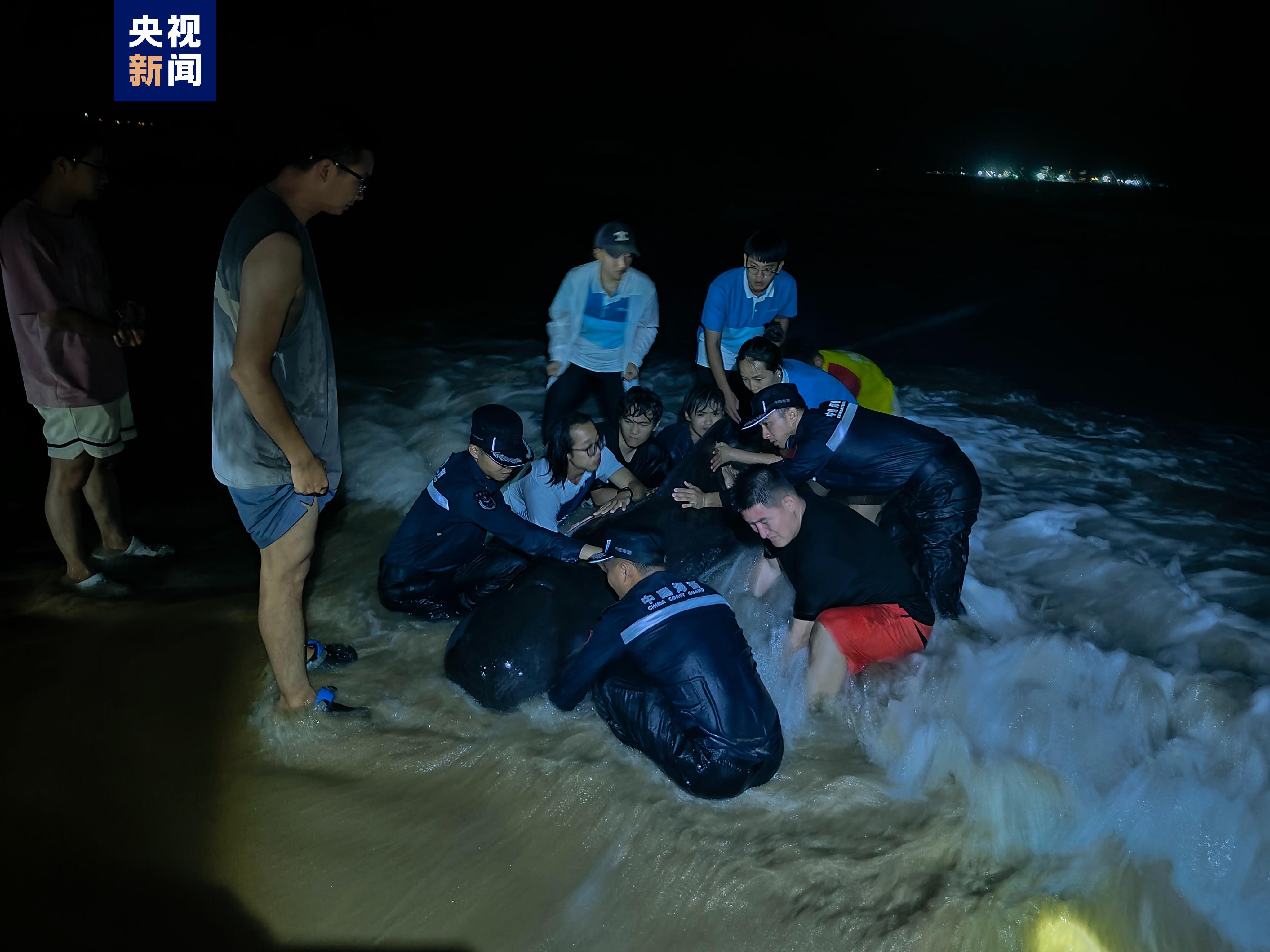 海南三亞海棠灣有鯨魚(yú)擱淺，多部門聯(lián)合緊急救助