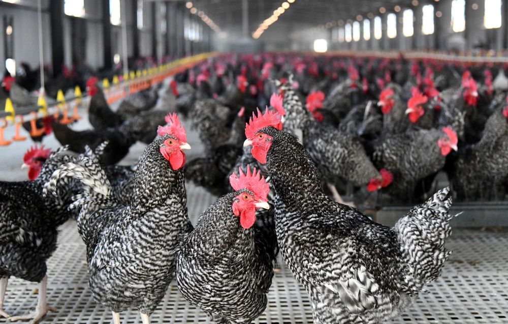 位于山东省汶上县的山东金秋农牧科技股份有限公司养殖场内饲养的芦花鸡（2024年3月12日摄）。新华社记者 徐速绘 摄